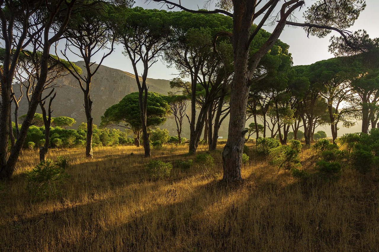 A field with trees and bushes in the background.