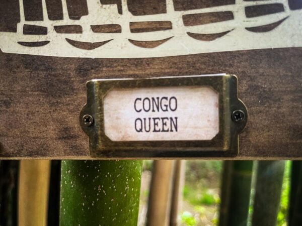 Here's an alt tag for the image: Congo Queen plant label.