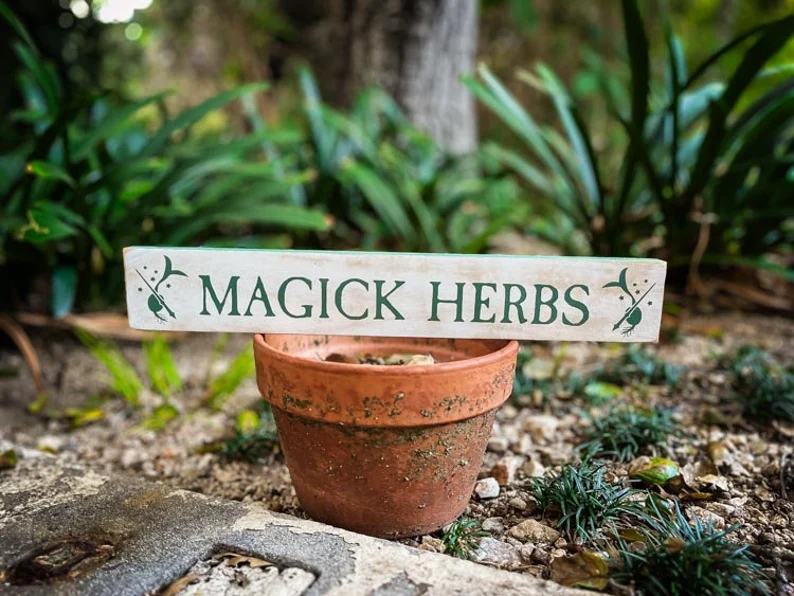 Magick herbs in terracotta pot.